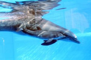 Photo by Nancy Chan, Six Flags Discovery Kingdom