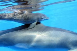 Photo by Nancy Chan, Six Flags Discovery Kingdom